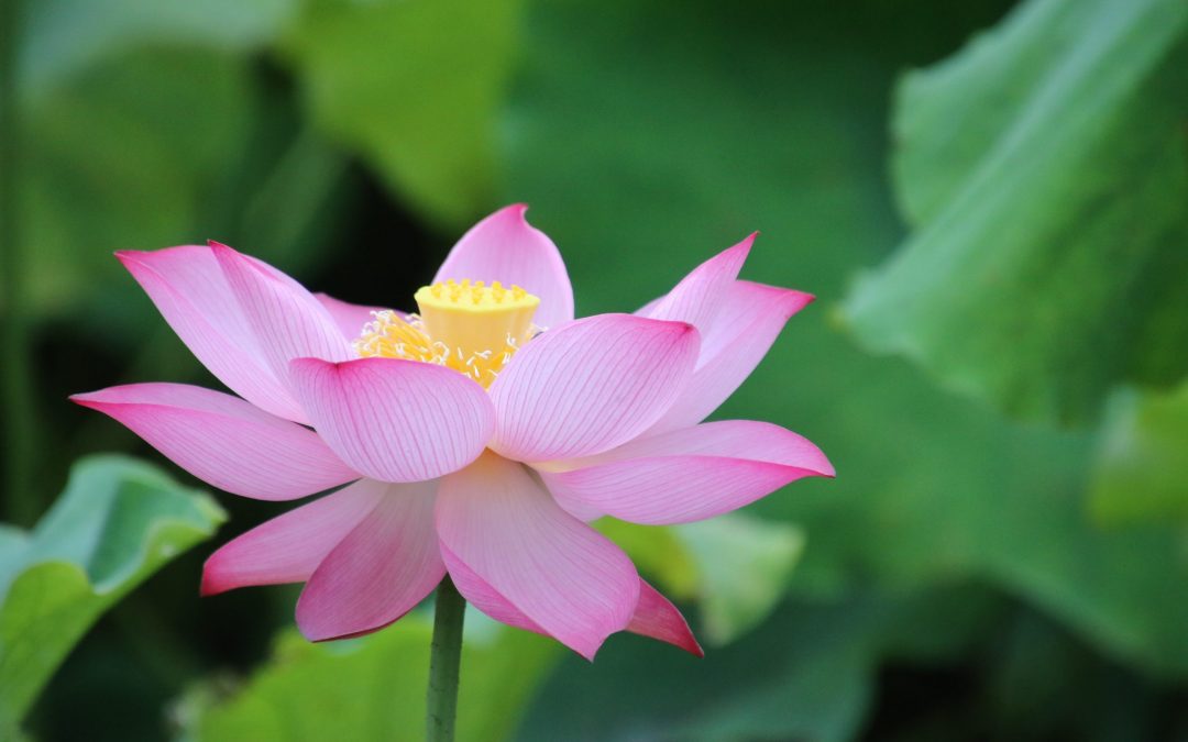 🙏 Why Mindfulness and Meditation DON’T work (FIND OUT NOW!) 😥