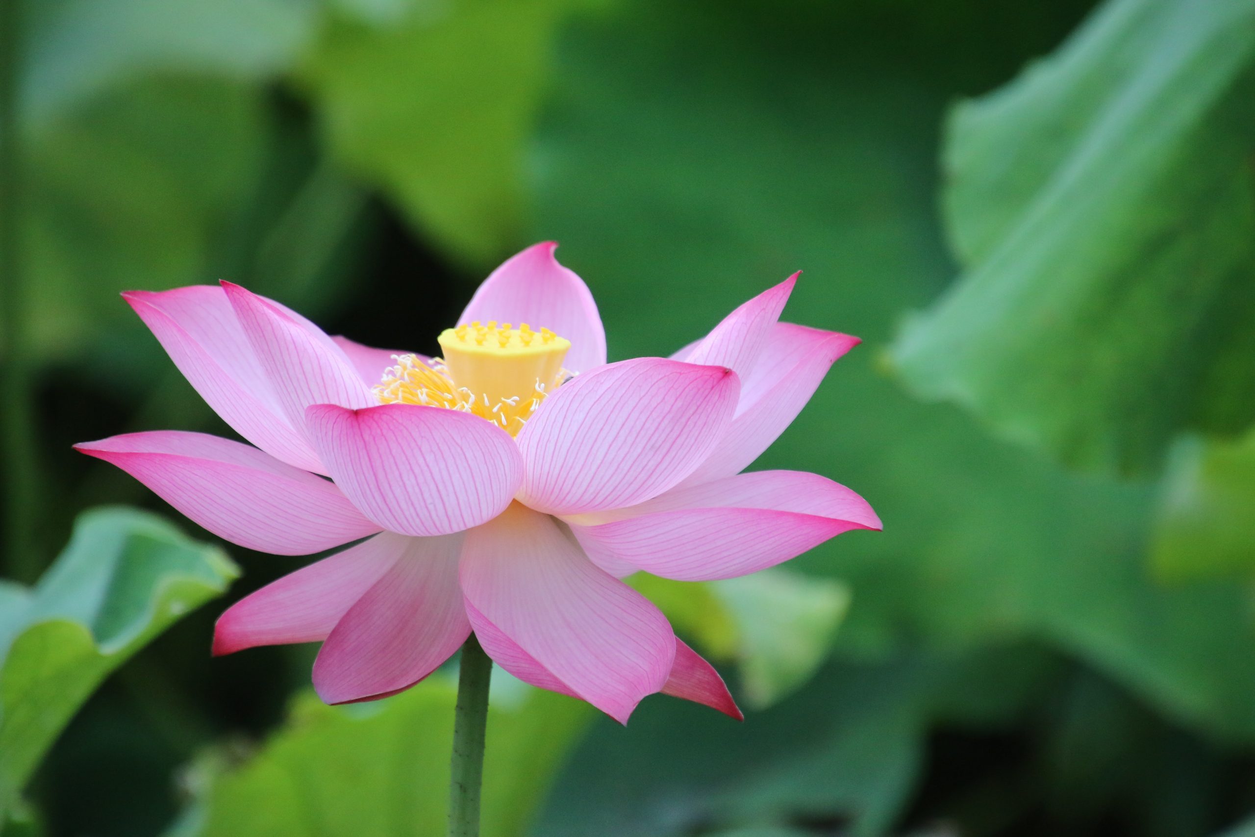 🙏 Why Mindfulness and Meditation DON’T work (FIND OUT NOW!) 😥
